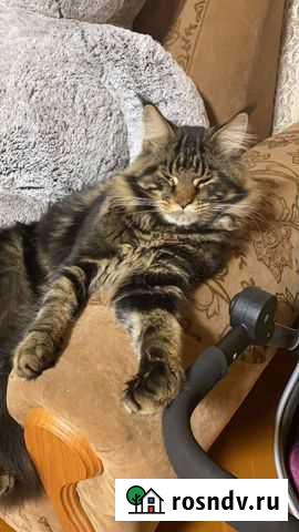 Мейнкун ищет мадам для вязки на своей территории Переяславка - изображение 1