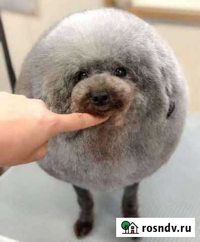 Стрижка животных Новый Оскол - изображение 1