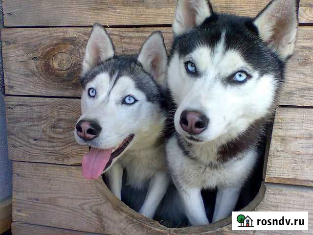 Гостиница для собак,кошек и прочих любимцев Курск - изображение 1