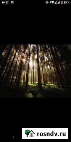 Заготовка леса покупка леса Ангарск - изображение 1