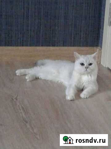 Британский кот для вязки Липецк - изображение 1