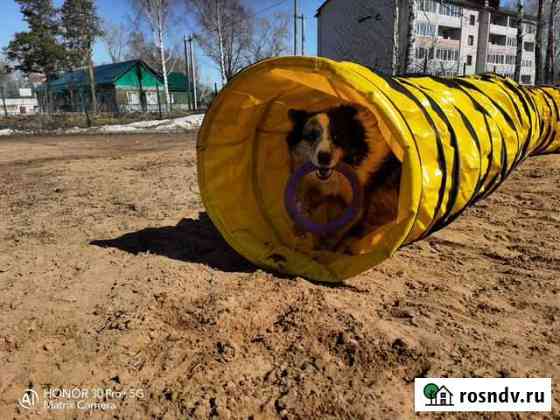 Дрессировка собак Котлас