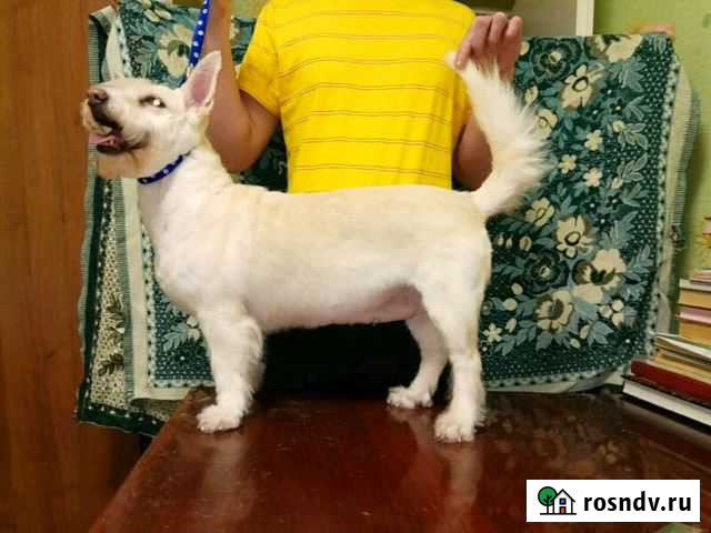 Стрижка и тримминг собак Тверь - изображение 1