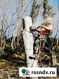 Спил деревьев в Курске Курск - изображение 1