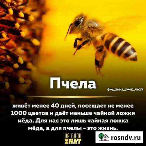 Свежий мёд 2021, в рамках, доставка Казань