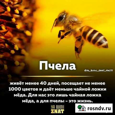 Свежий мёд 2021, в рамках, доставка Казань - изображение 1