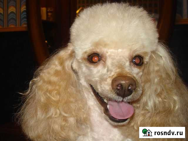 Стрижка собак и кошек Самара - изображение 1