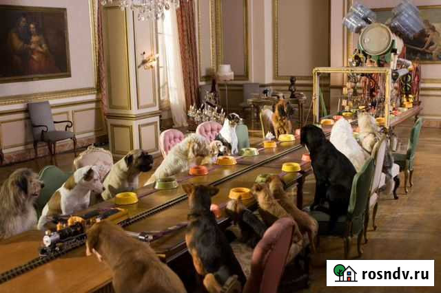 Гостиница для животных Белгород - изображение 1