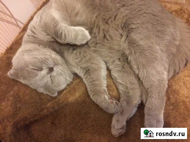 Шотландский вислоухий кот на вязку Тверь - изображение 1