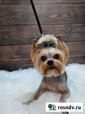 Стрижка собак / Груминг Кирово-Чепецк - изображение 1