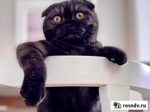 Кастрация Кота 101 Далматин Хабаровск - изображение 1