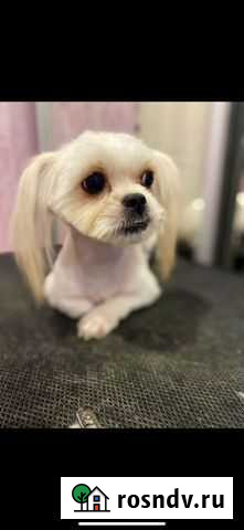 Груминг Гатчина - изображение 1