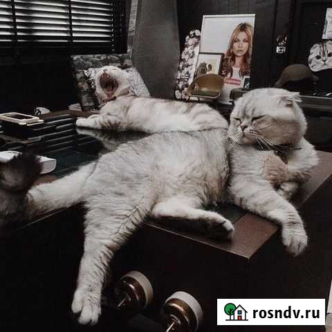 Чесатель спинки Краснодар - изображение 1