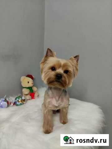 Йоркширский терьер вязка Чебоксары - изображение 1
