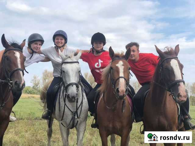 Прокат лошадей Щекино - изображение 1