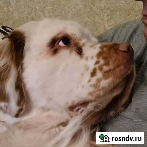 Передержка собак Петропавловск-Камчатский - изображение 1