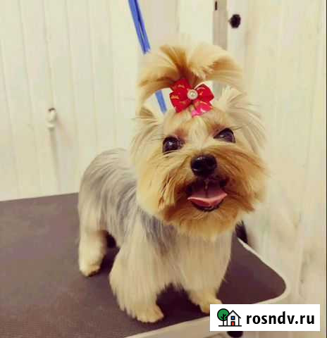 Стрижка животных Балашиха - изображение 1