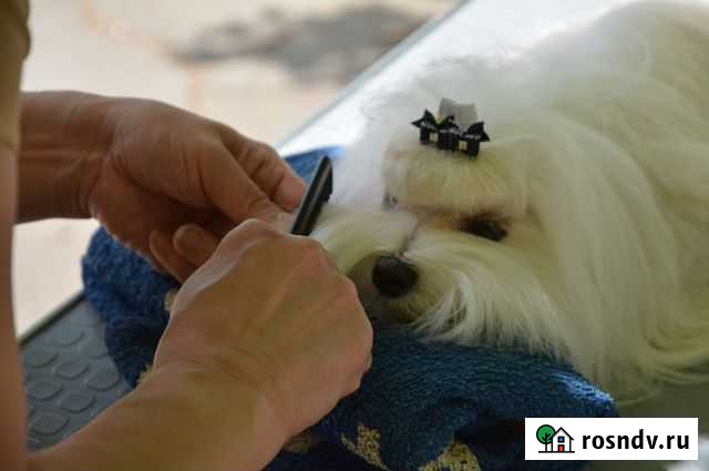 Груминг Краснодар - изображение 1