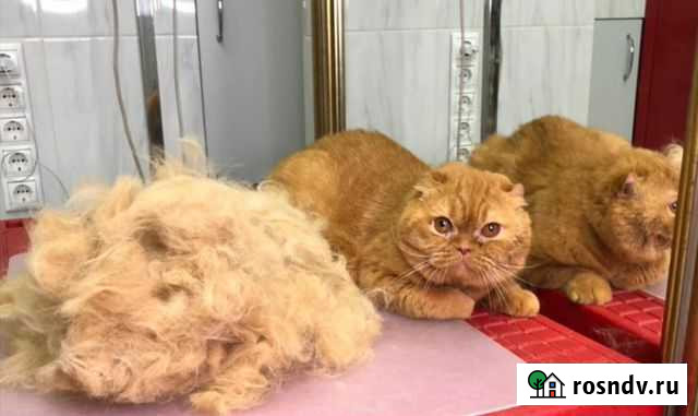 Стрижка собак и кошек, груминг Киров - изображение 1