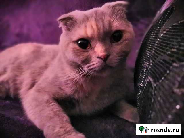 Передержка кошек и собак Рязань - изображение 1