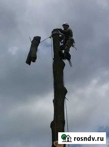 Спил и опиловка деревьев Пенза - изображение 1