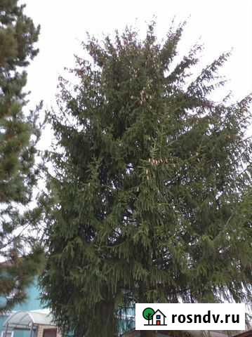 Спил деревьев Балахна - изображение 1