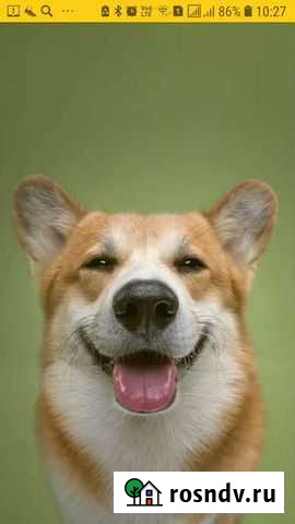 Передержка собак,кошек, попугаев, хомяков Щёлково - изображение 1