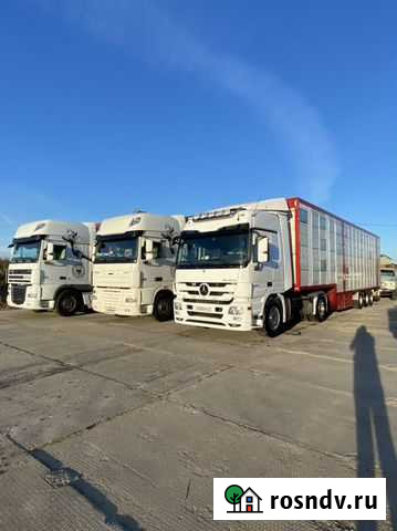 Скотовоз. Перевозка живых животных Ярославль - изображение 1