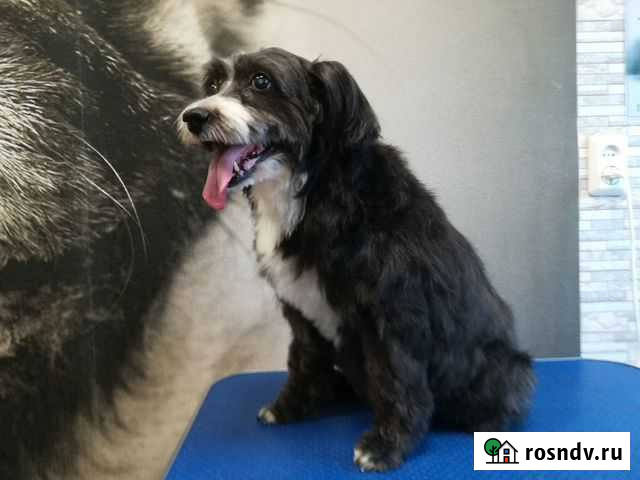 Стрижка животных Комсомольск-на-Амуре - изображение 1