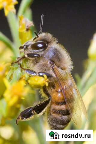 Продам мед Старый Оскол - изображение 1