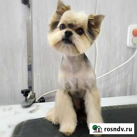 Стрижка собак и кошек Челябинск северо запад Челябинск - изображение 1