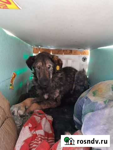 Отлов животных Екатеринбург - изображение 1