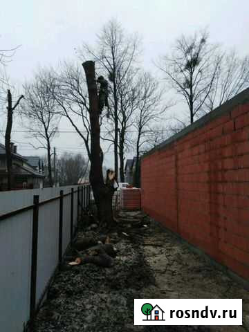 Спил деревьев любой сложности без автовышки Калининград - изображение 1