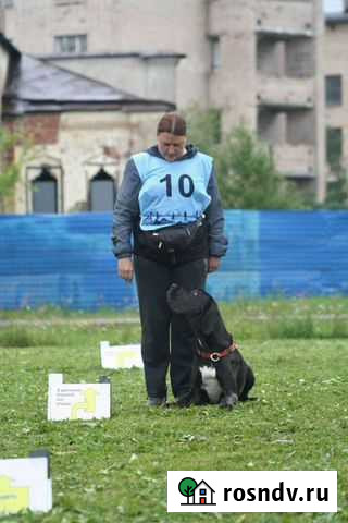 Дрессировка собак всех пород Саперное - изображение 1