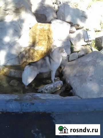 Вязка. Кобель Сибирский хаски Рязань - изображение 1