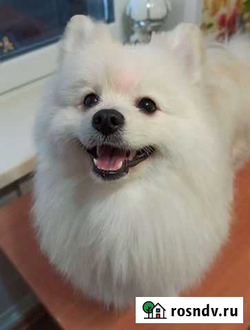 Стрижка собак и кошек Ряжск - изображение 1