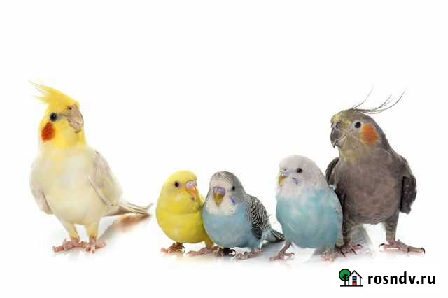 Передержка птиц Сургут - изображение 1