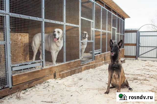 Передержка гостиница для собак Владимир - изображение 1