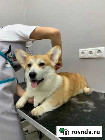 Стрижка собак и кошек Ростов-на-Дону - изображение 1