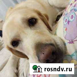 Передержка собак,кошек,и других животных Энем - изображение 1