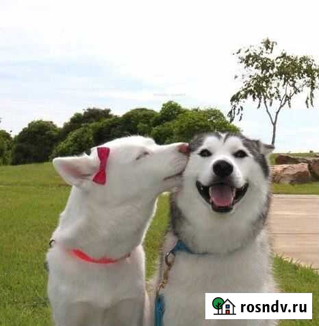 Выгул собак, передержка, дрессировка Брянск - изображение 1