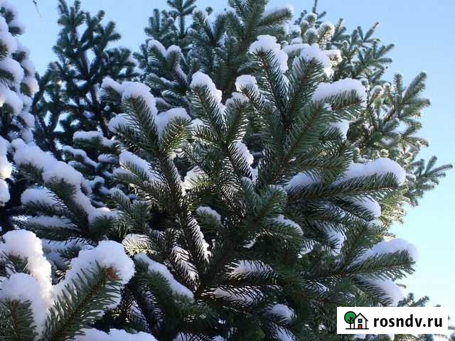 Дед Мороз придет в гости (мкр Горизонт) Петропавловск-Камчатский - изображение 1