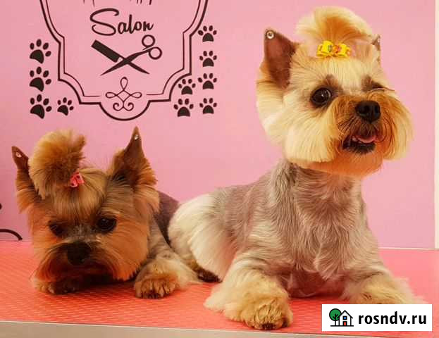 Стрижка собак и кошек Псков - изображение 1