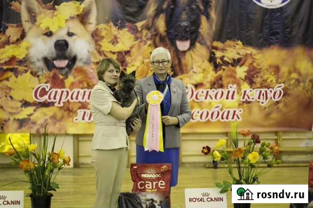 Хендлинг. Подготовка собак к выставкам Нижний Новгород - изображение 1