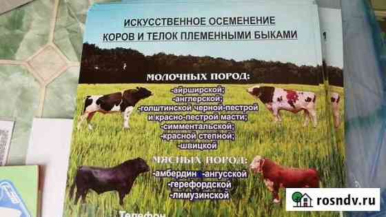Искусственное осеменение коров и нетелей Промышленная