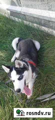 Аренда собаки Барнаул - изображение 1