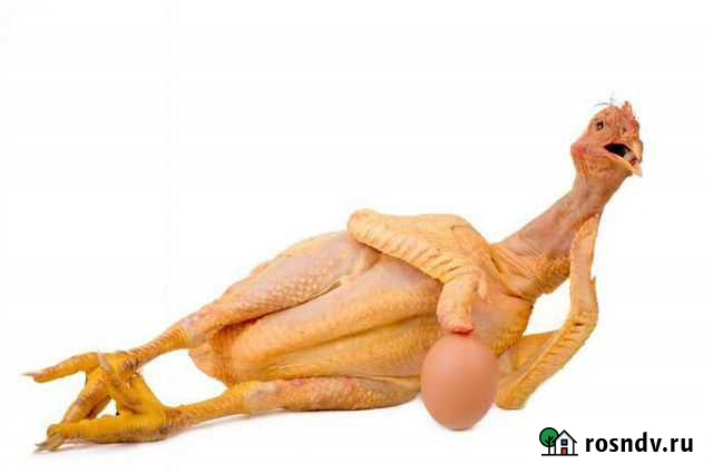 Забой птицы(ощип и разделка кур,индюков,утей,гусей Дондуковская - изображение 1