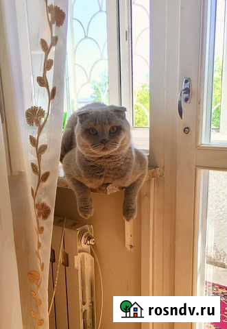 Шотландец, вязка Владикавказ - изображение 1