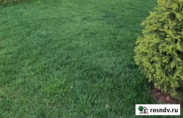 Озеленение Газоны Монтаж Террасной доски Санкт-Петербург - изображение 1