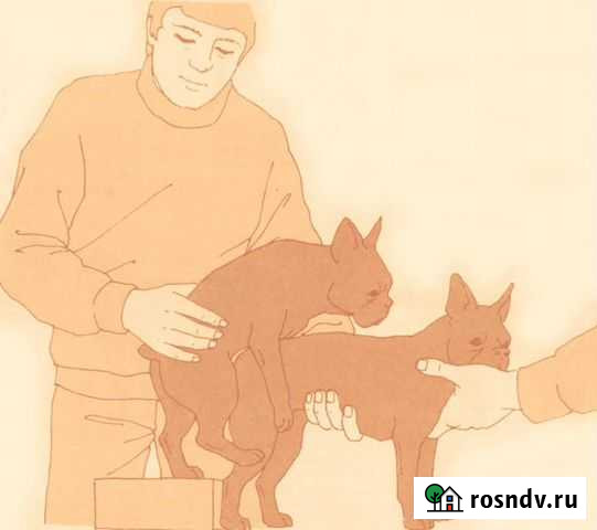 Инструктор по вязке собак любых размеров Балабаново - изображение 1